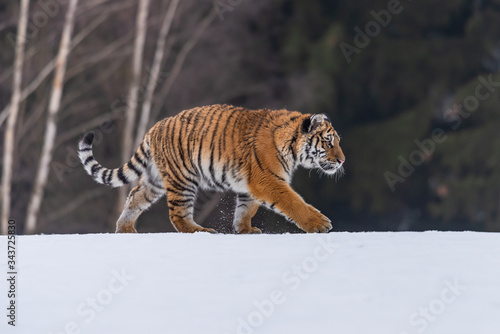 Siberian Tiger running in snow. Beautiful  dynamic and powerful photo of this majestic animal. Set in environment typical for this amazing animal. Birches and meadows