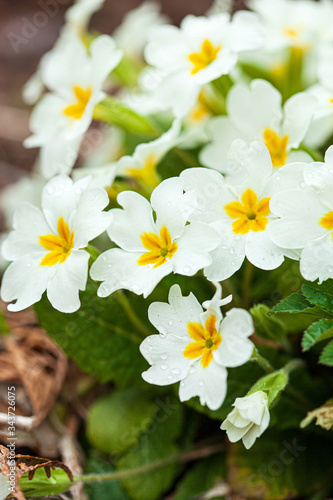 Obraz na plátně primrose flowers in the garden