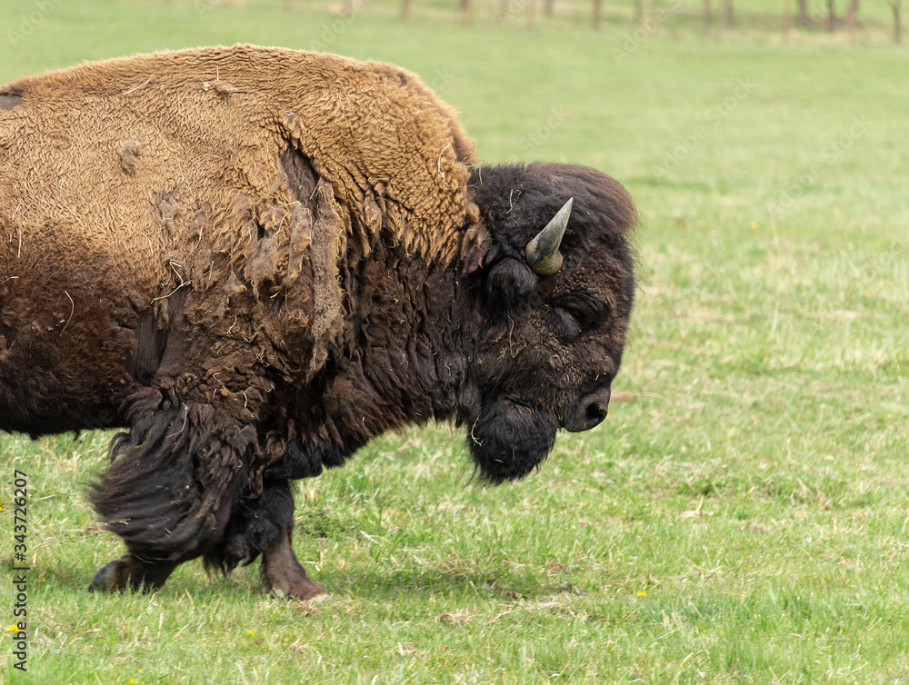 Close up of head american bull bison on grass pasture