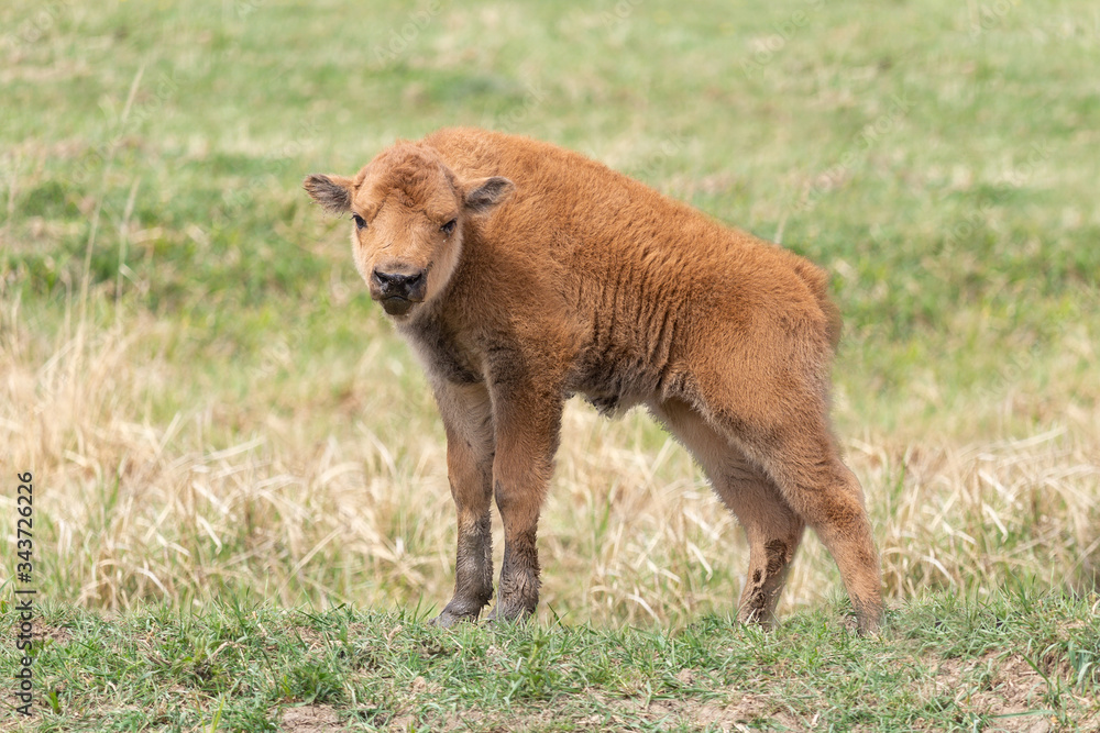 Small cute bison calf standing on meadow pasture from side Small cute bison calf standing on meadow pasture from side