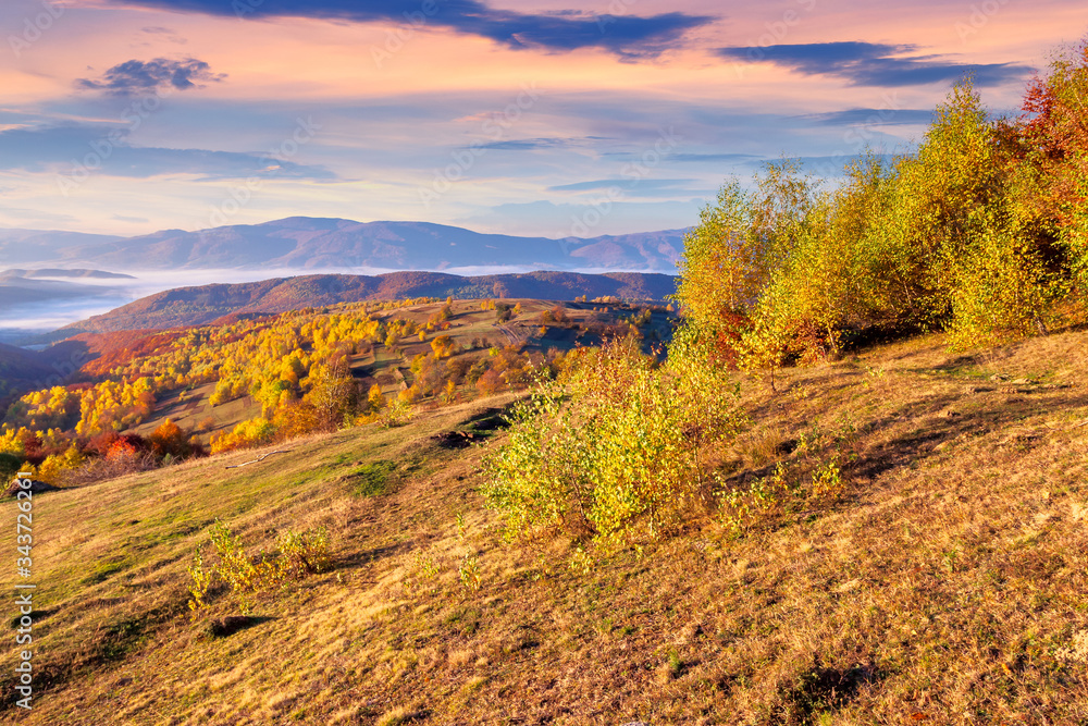 autumn sunrise in mountainous countryside. trees in golden foliage on the meadow in weathered grass. distant valley full of fog. ridge on the horizon. clouds on the sky in morning light autumn sunrise in mountainous countryside. trees in golden foliage on the meadow in weathered grass. distant valley full of fog. ridge on the horizon. clouds on the sky in morning light