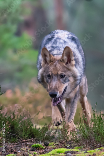 Lone wolf running in autumn forest Czech Republic