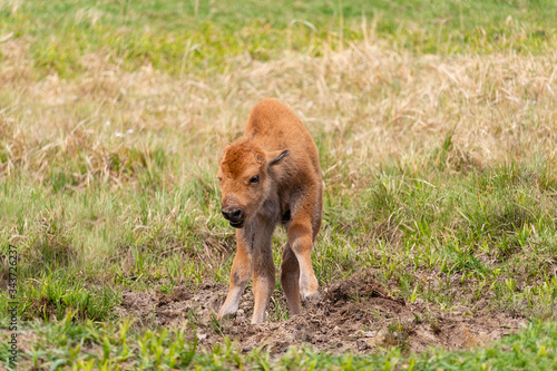Small cute bison calf standing on meadow pasture from front