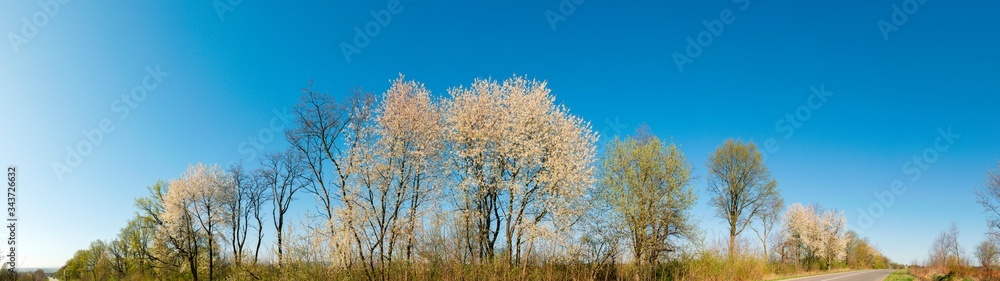 Super wide panorama. Cherry trees- It grows and blooms with pink flowers on a warm sunny day near a country road. Europe, Ukraine Super wide panorama. Cherry trees- It grows and blooms with pink flowers on a warm sunny day near a country road. Europe, Ukraine