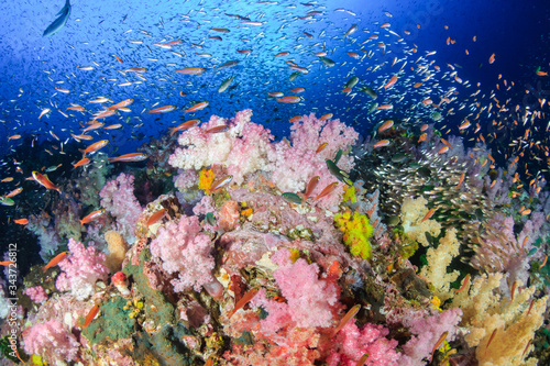 Photography Beautiful hard and soft corals surrounded by tropical fish on a colorful, health