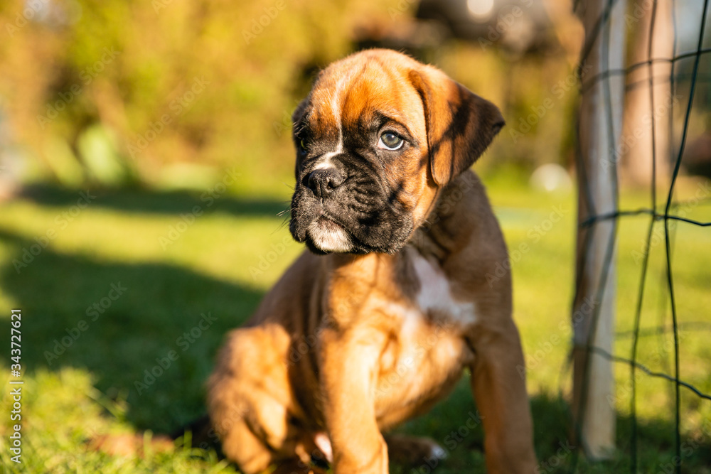 Portrait of Beautiful Boxer puppy sitting in the grass on a sunny afternoon