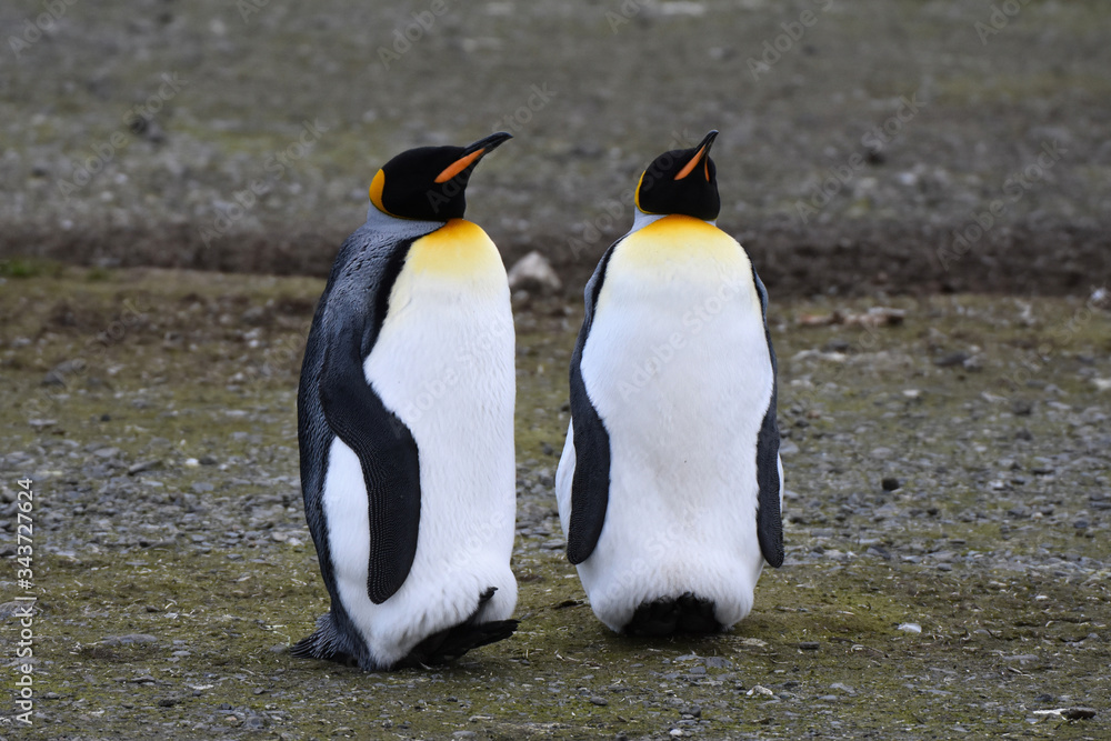 Fototapeta premium King penguin at Salisbury Plain, South Georgia Island