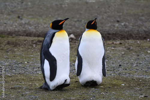 King penguin at Salisbury Plain  South Georgia Island