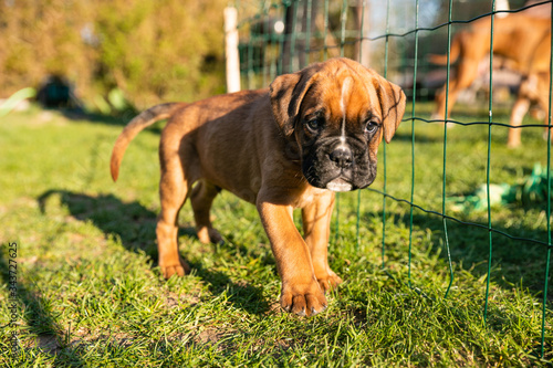 Adorable boxer puppy stepping forward towards the camera