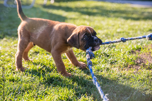 boxer puppy playing with rope in the grass with his owner