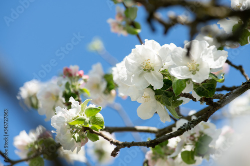 üppige Blütenpracht beim Apfelbaum im Frühjahr, weiße und rosa Blüten mit Blütenorgane vor blauem Himmel