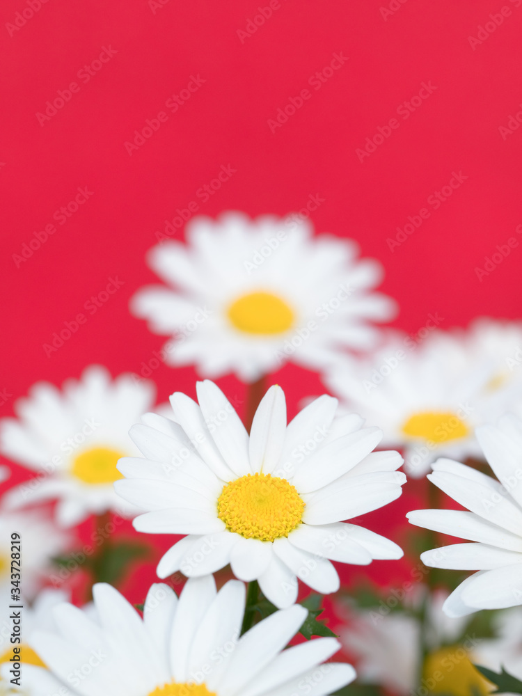 Obraz premium ノースポールの花