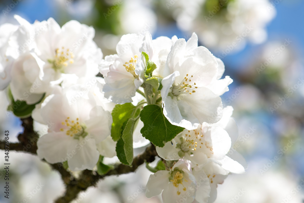 üppige Blütenpracht beim Apfelbaum im Frühjahr, weiße und rosa Blüten mit Blütenorgane vor blauem Himmel üppige Blütenpracht beim Apfelbaum im Frühjahr, weiße und rosa Blüten mit Blütenorgane vor blauem Himmel