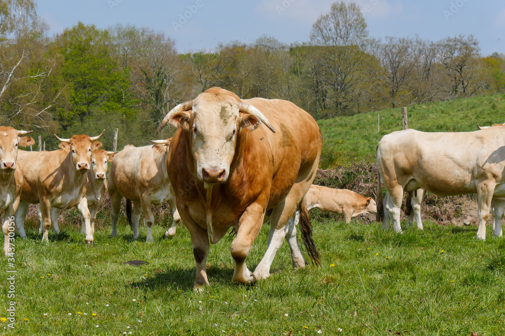 limousine bull with cows in the meadow
