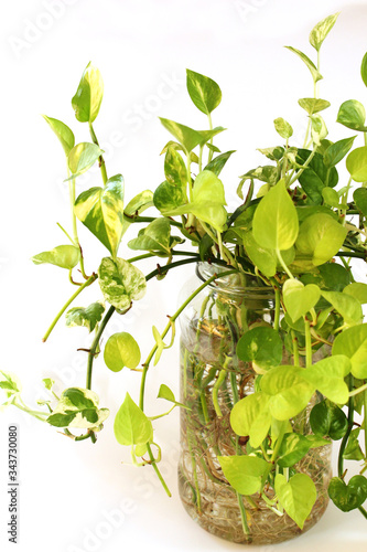 pothos in the clear jar with water