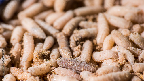 Macro photo of live maggots, bait for fishing