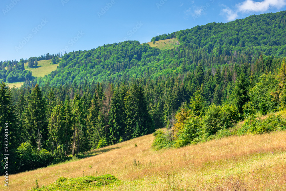 grassy meadows of mountainous scenery in summer. idyllic mountain landscape on a sunny day. beech and spruce forests around grassy meadows of mountainous scenery in summer. idyllic mountain landscape on a sunny day. beech and spruce forests around