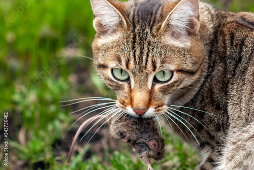 The cat is hunting a mouse. The cat holds a mouse in his teeth. © Vladimir Ya