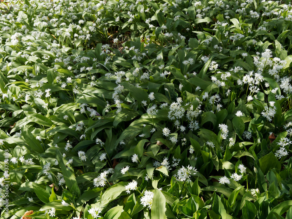 (Allium ursinum) L'ail des ours ou ail sauvage à inflorescence blanche aux grandes feuilles vertes odorantes (Allium ursinum) L'ail des ours ou ail sauvage à inflorescence blanche aux grandes feuilles vertes odorantes
