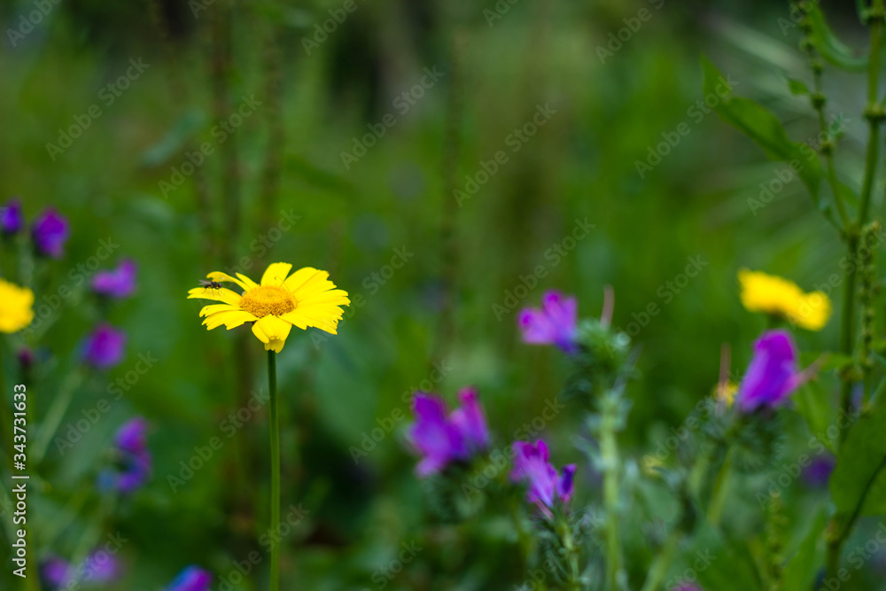 Naklejka fioletowe i żółte kwiaty w tle