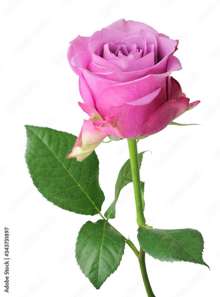 Beautiful Rose (Rosaceae) in side view, isolated on white background. Beautiful Rose (Rosaceae) in side view, isolated on white background.