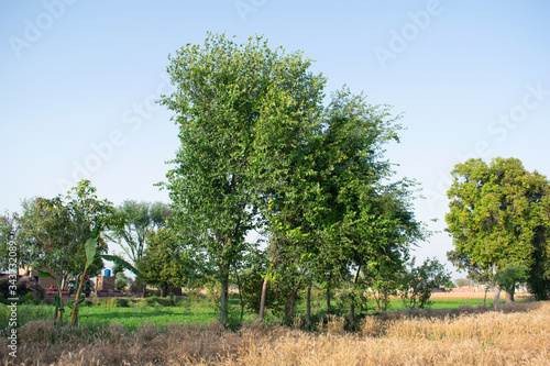 Dalbergia sissoo or Indian rosewood with wheat field  photo