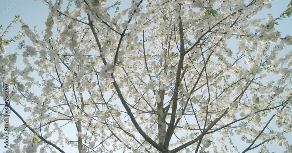 Medium wide shot of a tree filled with white blossoms on a sunny spring day. The tree gets backlight from the sun, wind blows into the tree. Medium wide shot of a tree filled with white blossoms on a sunny spring day. The tree gets backlight from the sun, wind blows into the tree.