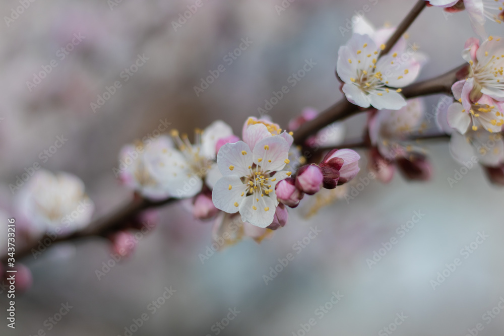 Balmy Apricot tree flowers with soft focus. Spring white-pink flowers on an apricot tree branch close up