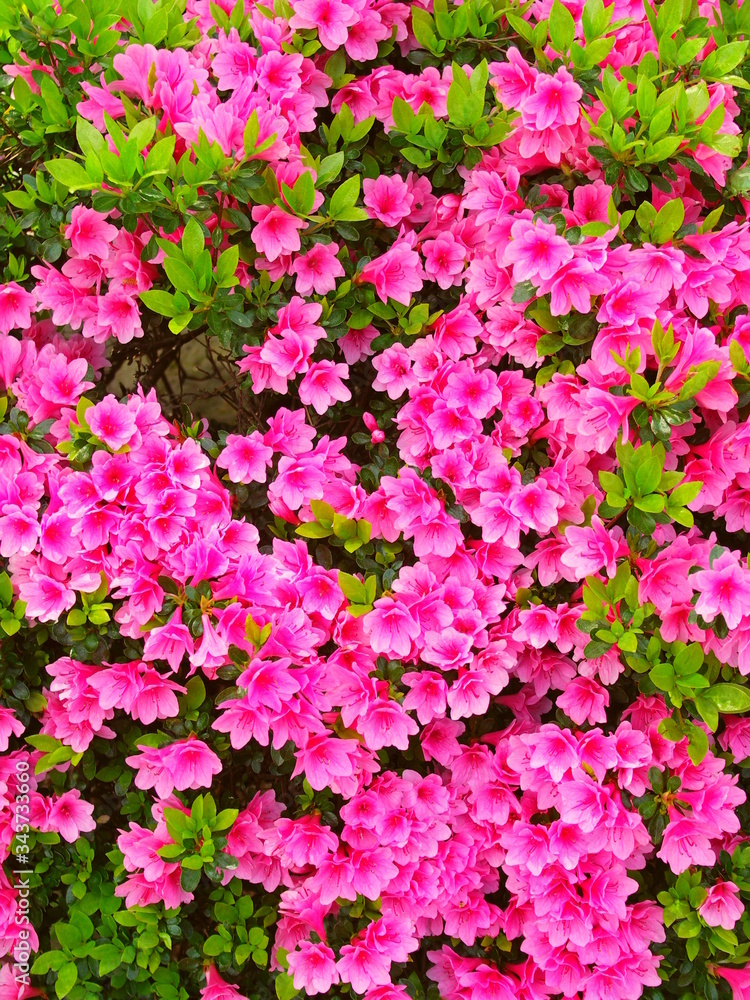日本庭園に咲くピンクの躑躅