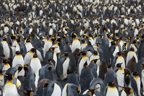 Huge colony of king penguins in one of natures great display