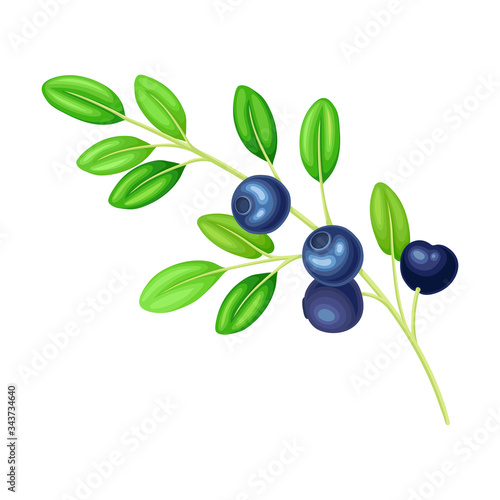 Blueberry Branch with Blue Berries and Green Fibrous Leaves Vector Illustration