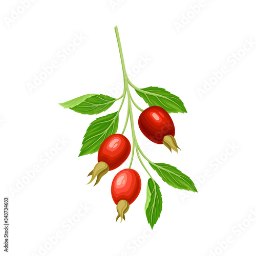Branch of Hawthorn with Ripe Red Berries Hanging from It Vector Illustration