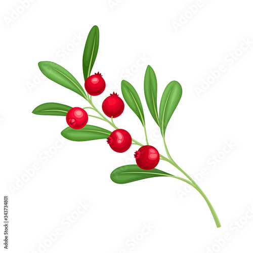 Cranberry Branch with Red Berries and Green Fibrous Leaves Vector Illustration