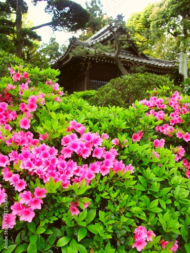 神社に咲くピンクの躑躅風景 © smtd3
