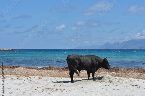 Wallpaper Mural Bull on Plage du Lotu (Loto beach), Desert des Agriates. Corsica island, France Torontodigital.ca