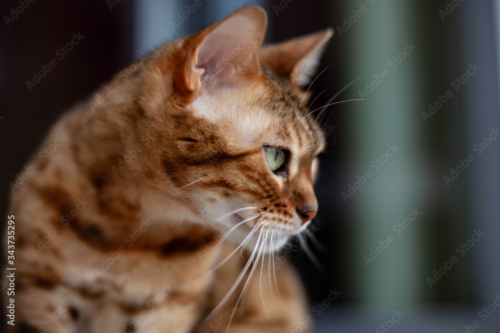 bengal cat is looking at something