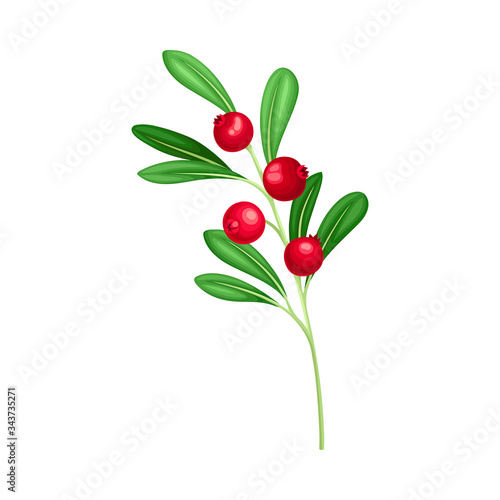 Cranberry Branch with Red Berries and Green Fibrous Leaves Vector Illustration