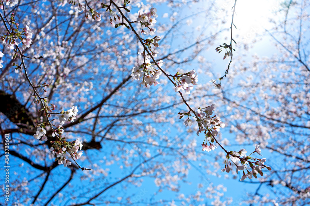 桜の枝と木漏れ日