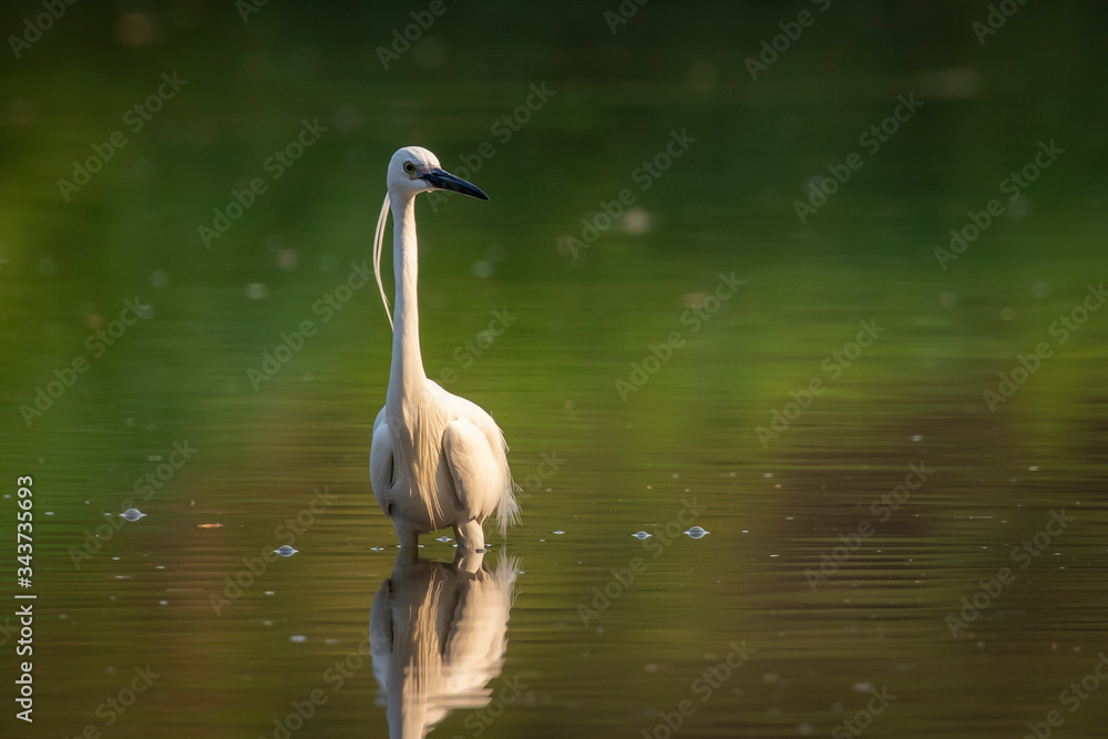 Naklejka premium Image of little egret (Egretta garzetta) looking for food in the swamp on nature background. Bird. Animals.