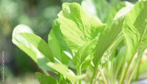 Green background,fresh green Chinese Cabbage-PAI TSAI or Brassica chinensis Jusl var parachinensis (Bailey) in morning sunlight photo