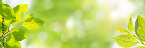  新緑の季節のイメージ（新しく芽吹いた若い黄緑色の葉）、明るい未来、新しいスタート、幸せ、などのイメージ