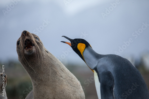 Unusual fight between a king penguin and a fur seal caught in mid strike