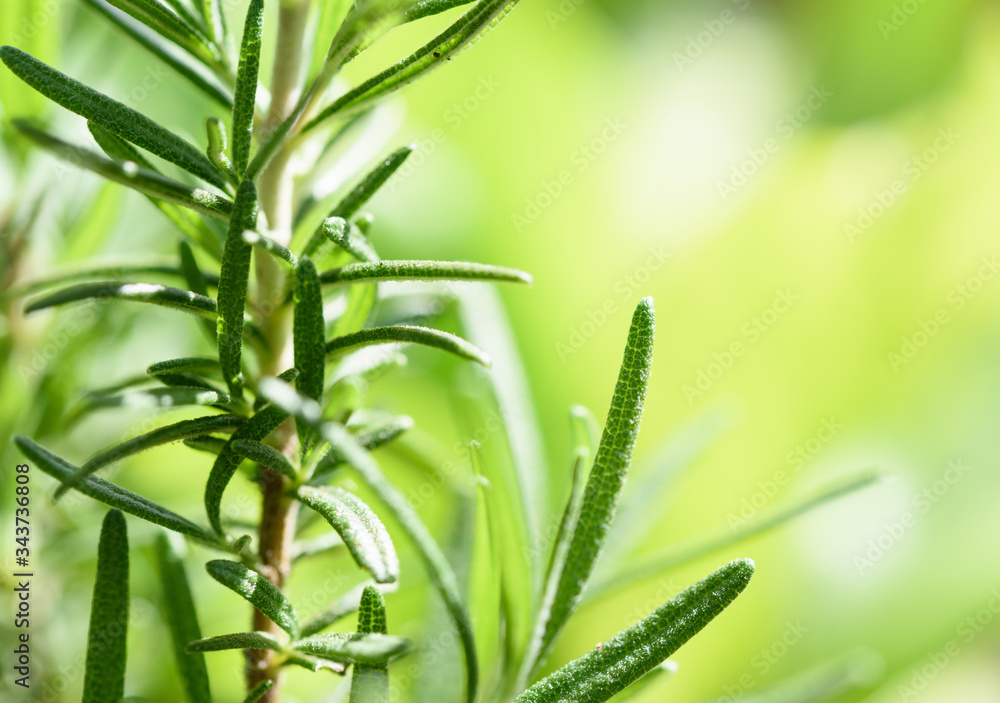 Fototapeta premium Fresh Rosmary bunch over yellow green blurred background