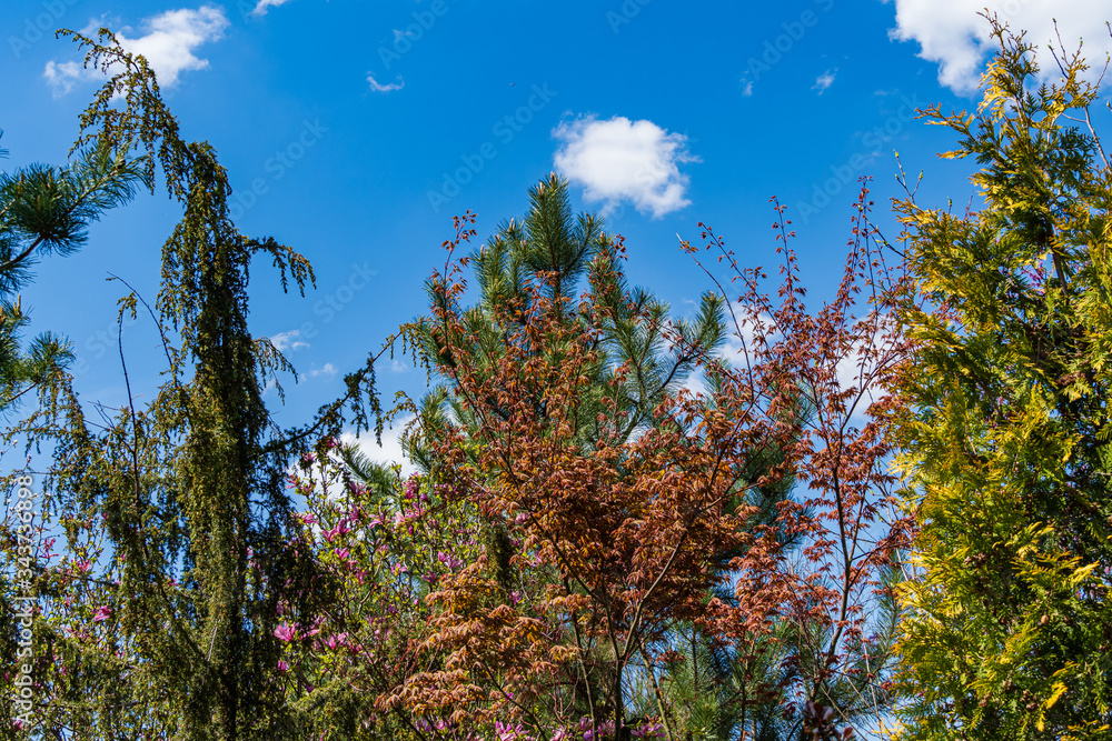 Acer Palmatum maple with young orange foliage against backdrop of evergreens and blue sky. Selective focus. Spring in landscaped garden. Nature concept for design. Atmosphere of calm and love. Acer Palmatum maple with young orange foliage against backdrop of evergreens and blue sky. Selective focus. Spring in landscaped garden. Nature concept for design. Atmosphere of calm and love.