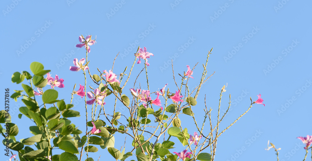 Beautiful pink Bauhinia flowers,Hong kong orchid tree over bright blue sky background
