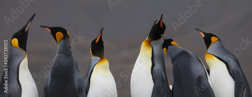 Foto Beautiful King Penguins Looking All Around