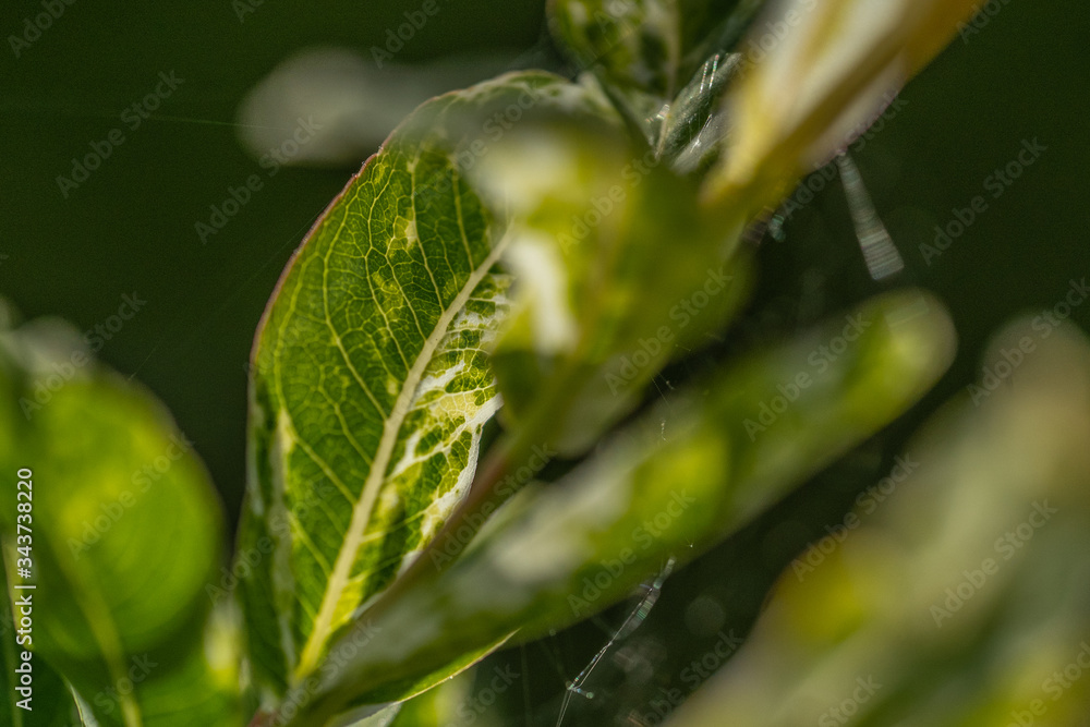 green leaf with dew drops green leaf with dew drops