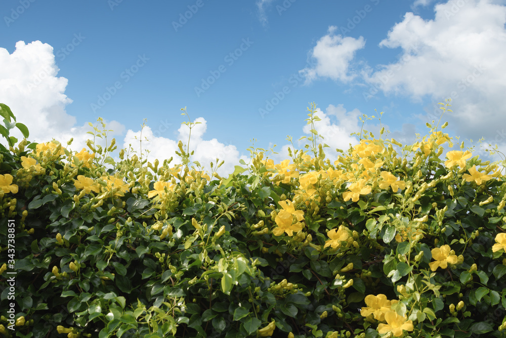 Beautiful yellow flower ivy tree over blue sky background with clipping path, Cat’ Claw Creeper or BIGNONIACEAE Beautiful yellow flower ivy tree over blue sky background with clipping path, Cat’ Claw Creeper or BIGNONIACEAE
