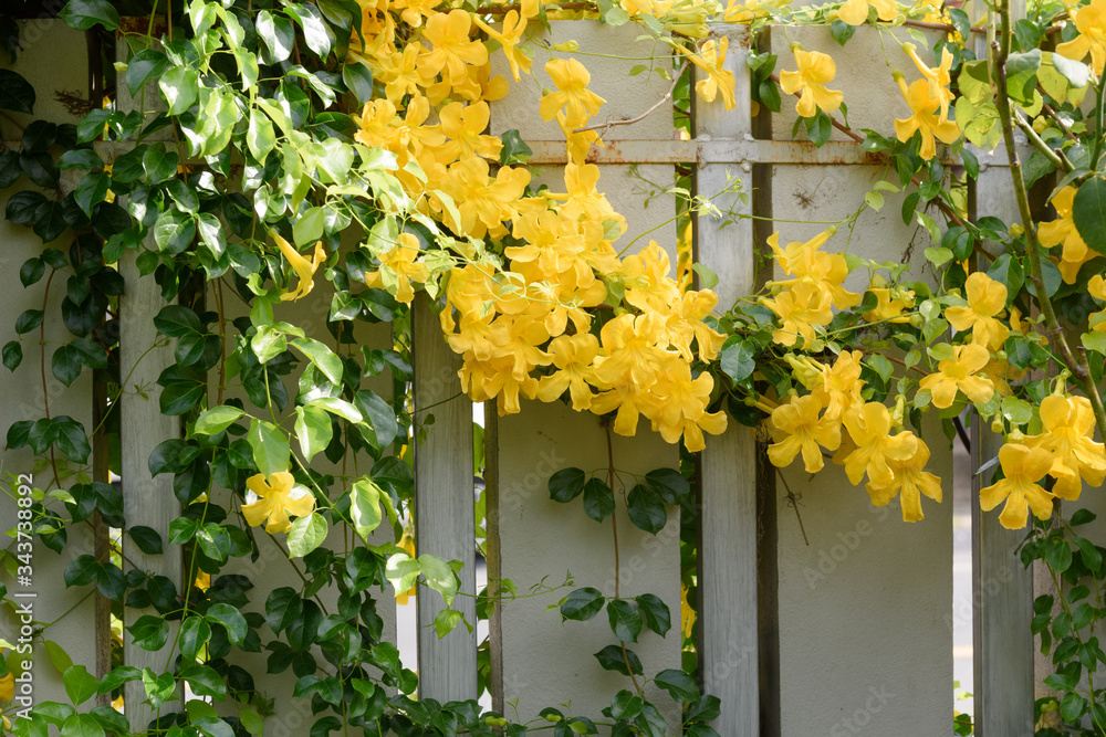 Beautiful yellow flower ivy tree and green leaves on metal fence   background,Cat’ Claw Creeper or BIGNONIACEAE