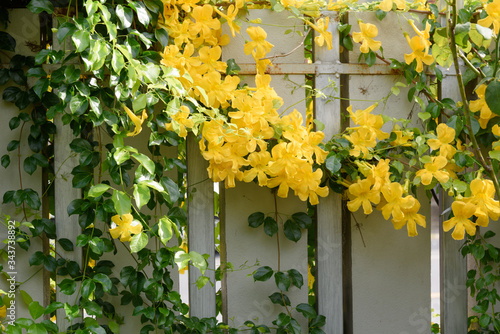 Beautiful yellow flower ivy tree and green leaves on metal fence background,Cat’ Claw Creeper or BIGNONIACEAE